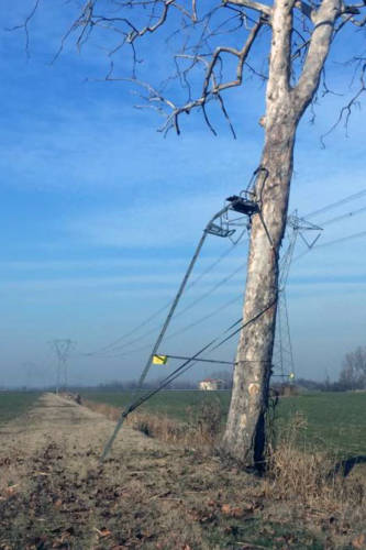 tree-stand tree-stand